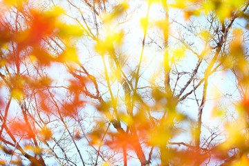 Defocused autumn maple leaves