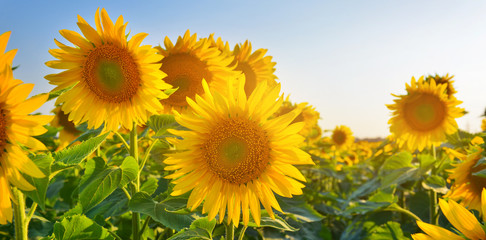 Obraz premium Sunflowers