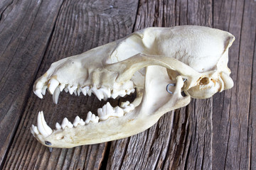 Dog skull on wooden background