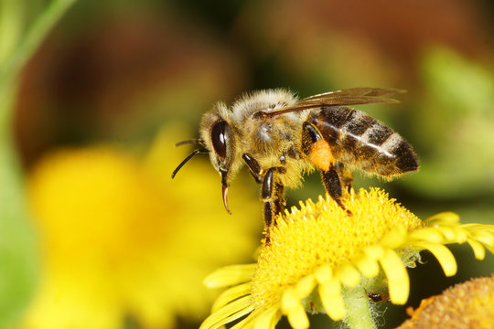 Honey Bee, Bee