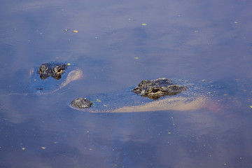 two alligators
