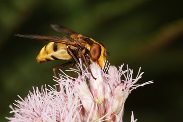 hover fly, hover-fly