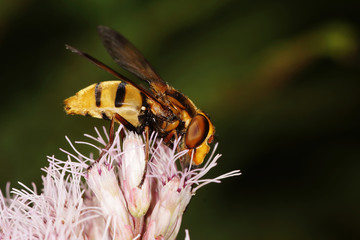 hover fly, hover-fly