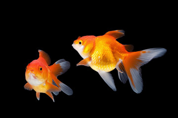 goldfish isolated on black background