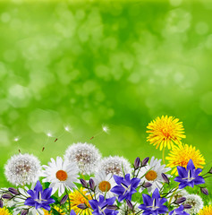 Summer landscape. Flowers