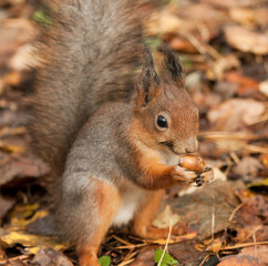 Squirrel with a acorn