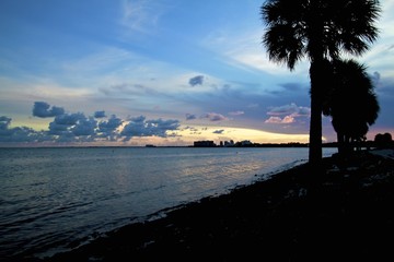 View of Coconut grove at sunset