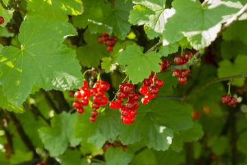 red currant on the bush