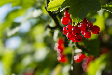 red currant on the bush