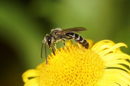 Lasioglossum, Bee