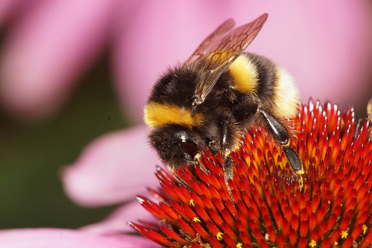 White-tailed Bumbleebee