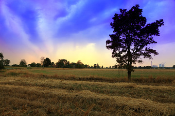 Krajobraz wiejski, granatowa chmura. © Stanisław Błachowicz