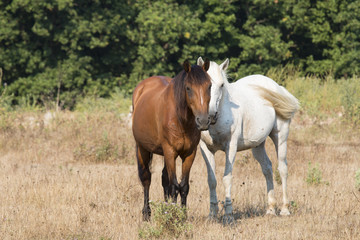 Obraz na płótnie Canvas Two Friendly Horses