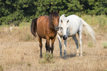 Fototapeta premium Two Friendly Horses