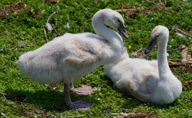 Two young swans together on the grass
