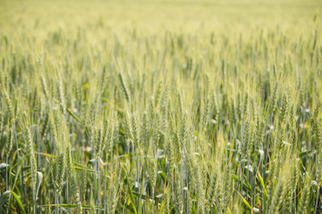 harvest