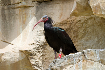 Waldrapp (Geronticus eremita) in Birecik, Türkei