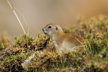 Europäischer Ziesel (Spermophilus citellus) in den Aladag Bergen, Türkei