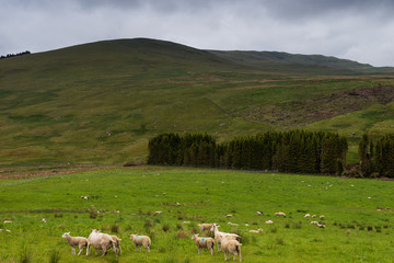 Obraz premium Sheep and lambs in the grasslands, Scotland