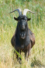 Danish Landrace goat