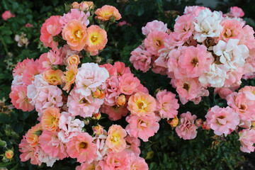 Pink garden roses