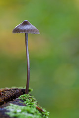 Kleiner Pilz auf Totholz