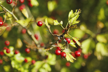 Hawthorn berries in nature