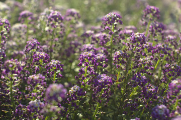 small blue flowers close-up