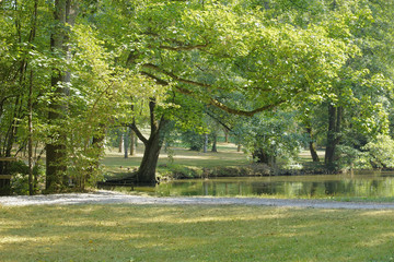 idyllic park scenery