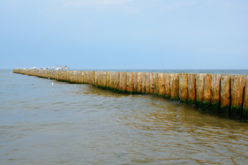 Wooden groyne and seagulls.
