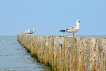 Wooden groyne and seagulls.