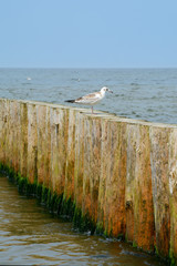 Wooden groyne and seagull.