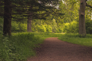 Trail between the trees in a pine forest