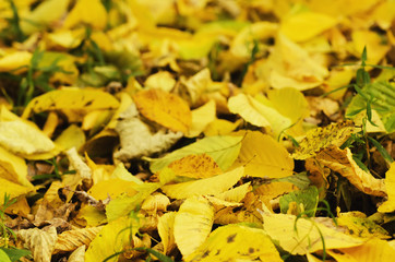 Autumn background