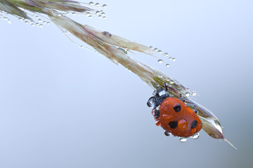 Ladybug with water drop in nature 