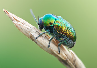 Green beetle ryptocephalus sericeus in nature