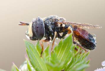 Fly with water drops in nature