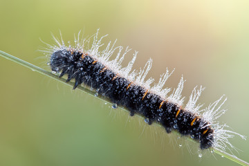 Caterpillar in water drops in nature