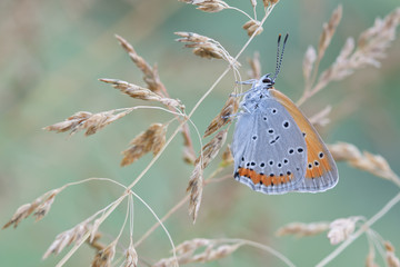 Chrysophanus dispar rutilus butterfly in nature