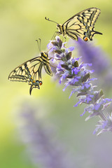 Two butterflies in nature on flower