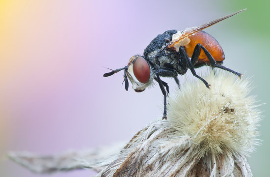 Tachinidae, Gymnosoma fly in nature