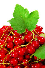 Red currant