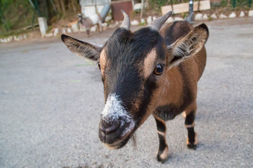 Fototapeta premium braun schwarze Ziege