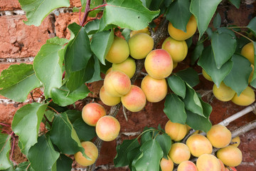 Apricots ripening against sunny wall in UK garden.