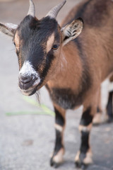 Fototapeta premium braun schwarze Ziege
