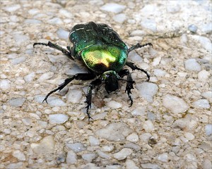 green beetle