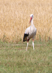 Weißstorch auf der Wiese