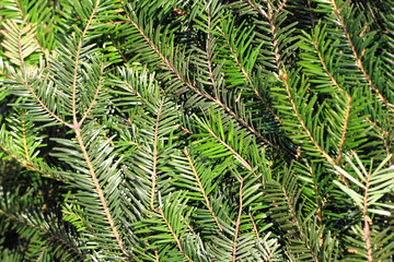christmas tree stem natural background