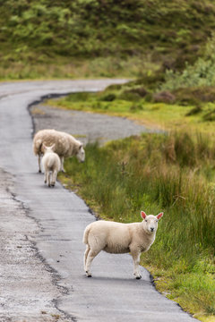 Sheep and lambs in the grasslands, Scotland