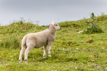 Obraz premium Sheep and lambs in the grasslands, Scotland
